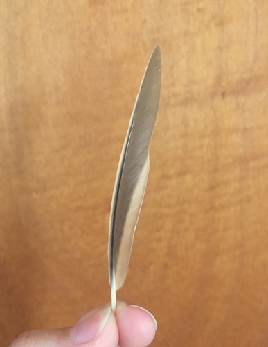 Plume de Cochevis huppé