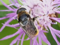 Merodon constans