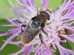 Merodon constans