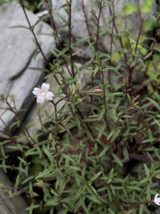 Epilobium platystigmatosum