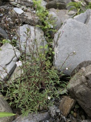 Epilobium platystigmatosum