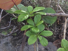 Solandra grandiflora
