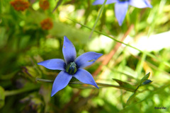 Lomatogonium carinthiacum