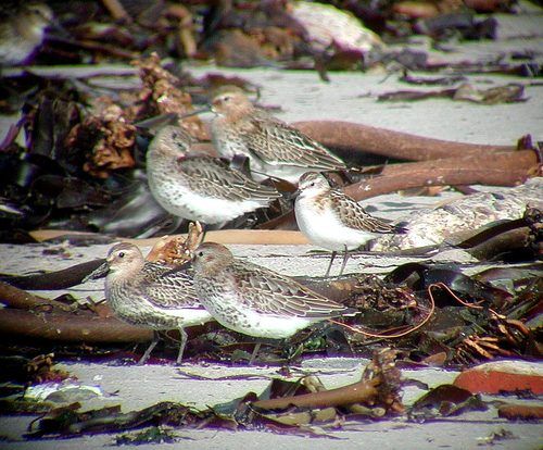 Correlimos menudo (Calidris minuta)