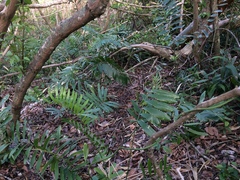 Zamia erosa