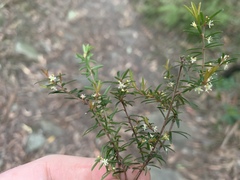 Micrantheum ericoides