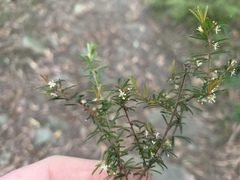 Micrantheum ericoides