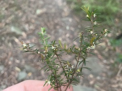 Micrantheum ericoides