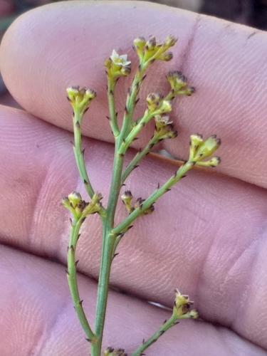 Image of Thesium virgatum by (c) kevin koen, some rights reserved (CC BY-SA)