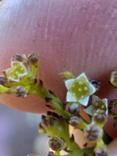 Image of Thesium virgatum by (c) kevin koen, some rights reserved (CC BY-SA)