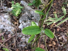 Stigmaphyllon emarginatum