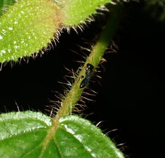 Pterygota