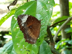 Elymnias hypermnestra hypermnestra