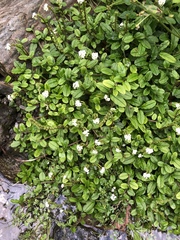 Trigonotis formosana elevatovenosa