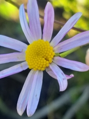 Senecio glastifolius