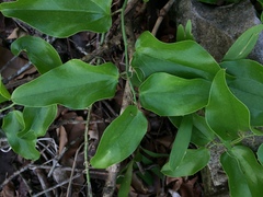 Smilax coriacea