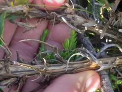 Senecio glastifolius