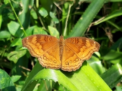 Junonia hedonia