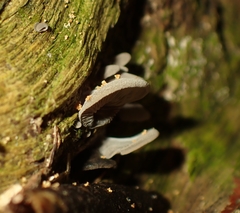 Fungi