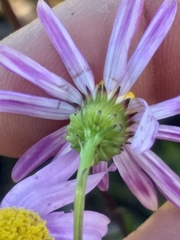Senecio glastifolius