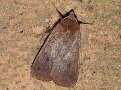 Proteuxoa porphyrescens