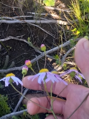 Senecio glastifolius