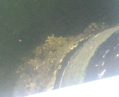 Ficopomatus enigmaticus