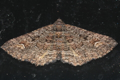 Eucymatoge scotodes