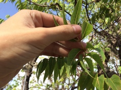 Libidibia monosperma