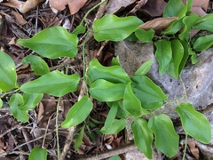 Smilax coriacea