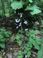 Hylodesmum
