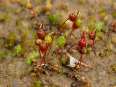 Bryum coronatum