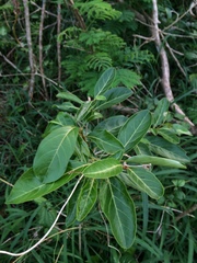 Citharexylum spinosum