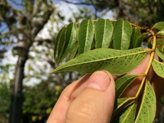 Libidibia monosperma