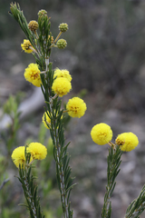Acacia torringtonensis
