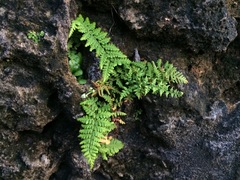 Pityrogramma chrysophylla gabrielae