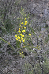 Acacia torringtonensis