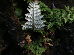 Pityrogramma chrysophylla gabrielae