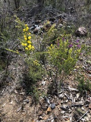 Acacia torringtonensis