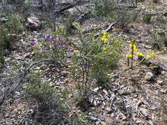 Acacia torringtonensis