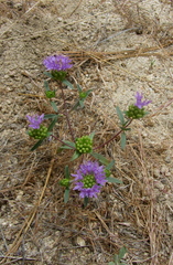 Monardella breweri microcephala