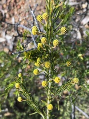 Acacia torringtonensis