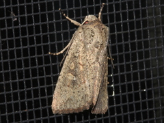 Cerastis punctosa