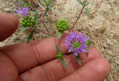 Monardella breweri microcephala