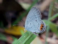 Everes lacturnus