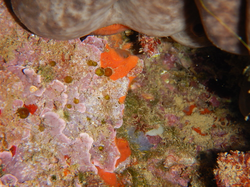 Derbesia tenuissima observed 2020-08-19