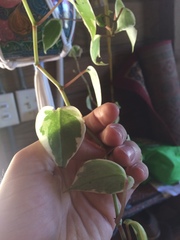 Peperomia nitida