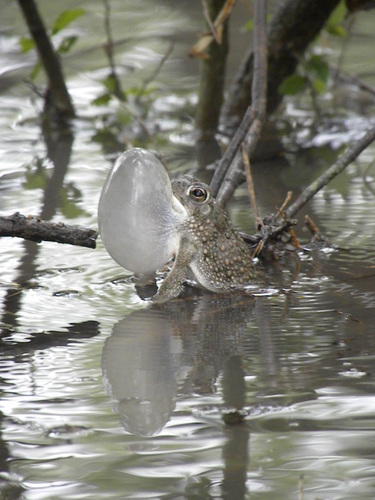 Texas Toad (Anaxyrus speciosus), a species recorded in Texas