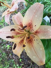 Lilium speciosum