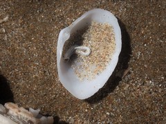 Mactrotoma antecedens